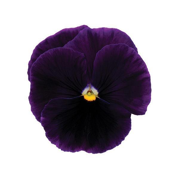 Matrix® Purple Pansy - Bloom