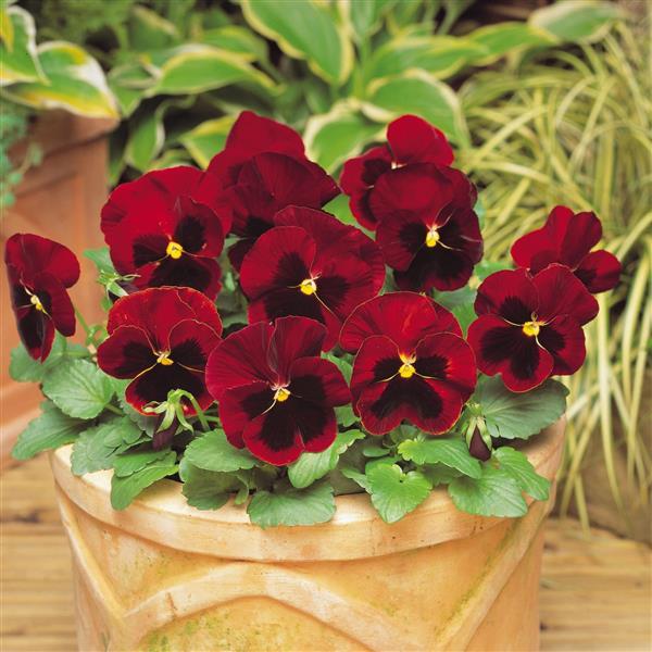 Matrix® Red Blotch Pansy - Container