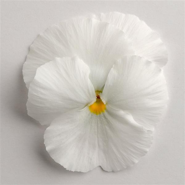 Matrix® White Pansy - Bloom