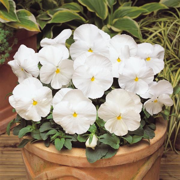 Matrix® White Pansy - Container