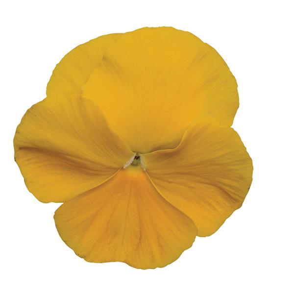 Matrix® Yellow Pansy - Bloom