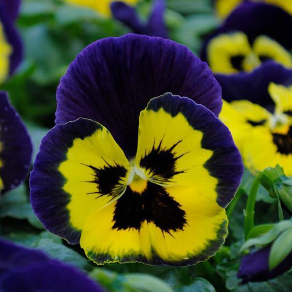 Matrix® Yellow Purple Wing Pansy - Bloom
