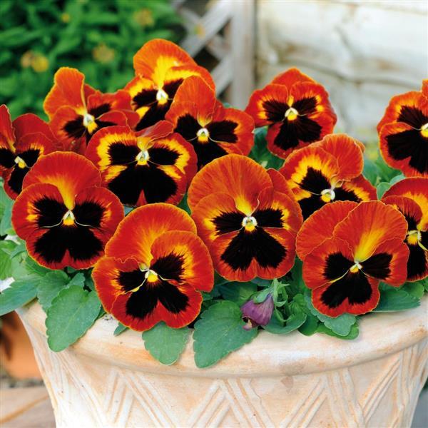 Matrix® Solar Flare Pansy - Container