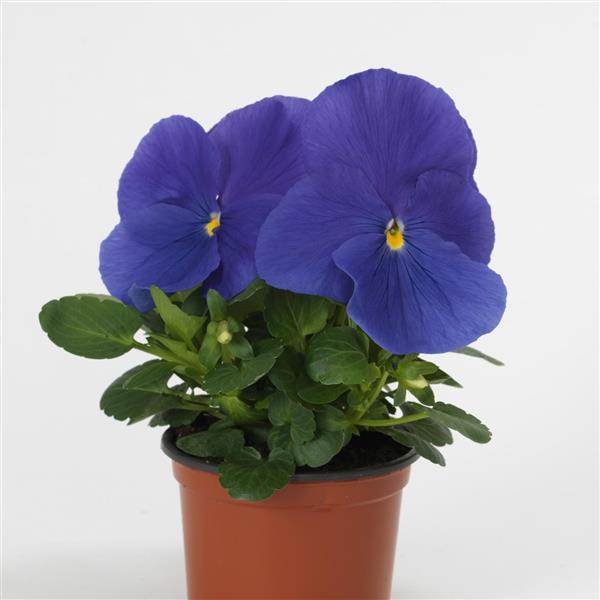 Matrix® True Blue Pansy - Container