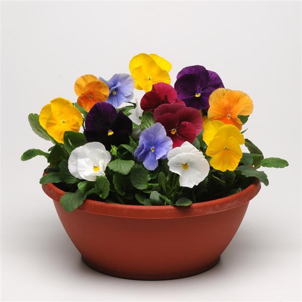Matrix® Clear Mixture Pansy - Container