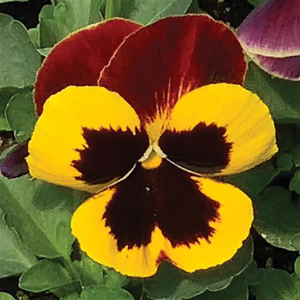 Matrix® Red Wing Pansy - Bloom