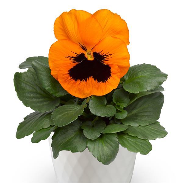Select Orange Blotch Pansy - Container
