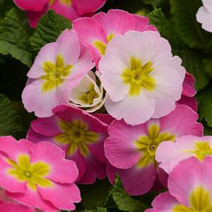Sweet 16 Primula Acaulis - Bloom