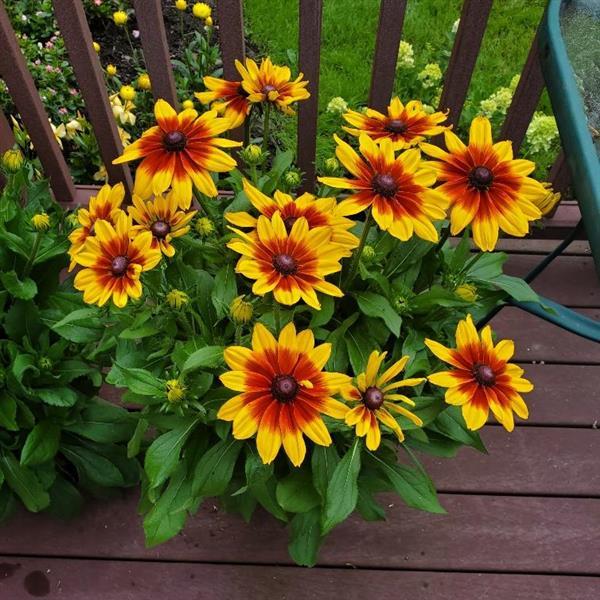 Sunspot Yellow Bicolor Rudbeckia - Container