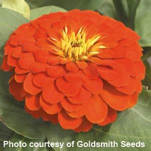 Magellan Scarlet Zinnia - Bloom