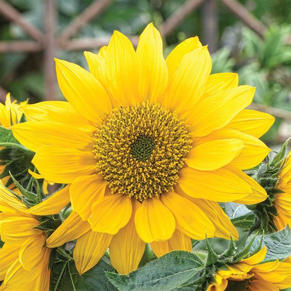 Smiley Gold Sunflower - Bloom