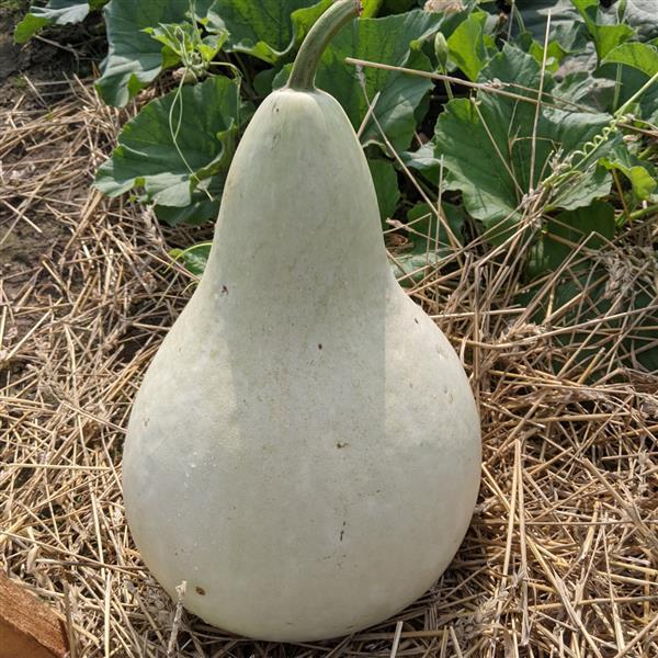 Birdhouse Martinhouse Gourd - Bloom