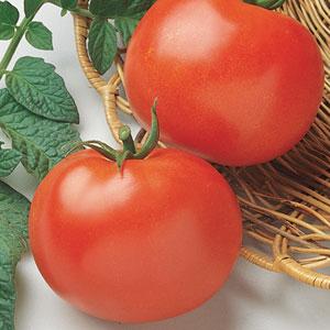 Rutgers Select Tomato - Bloom