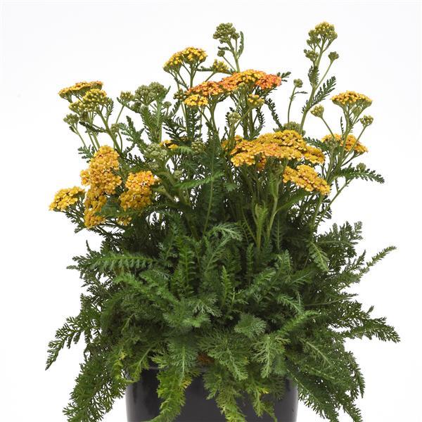 Achillea millefolium Milly Rock™ Yellow Terracotta - Container