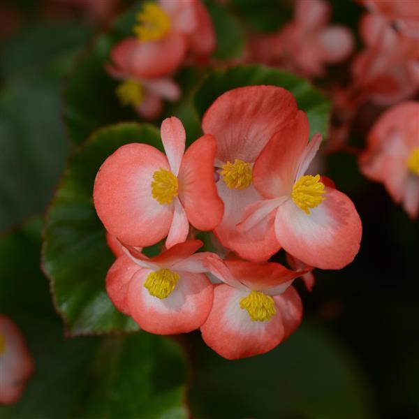 BabyWing® Bicolor Begonia - Bloom