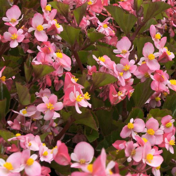 BabyWing® Pink Begonia - Bloom