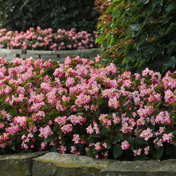 BabyWing® Pink Begonia - Commercial Landscape 3