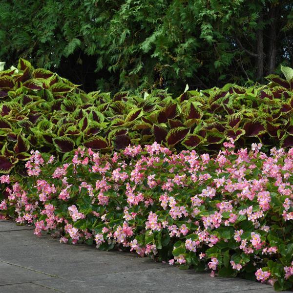 BabyWing® Pink Begonia - Commercial Landscape 4