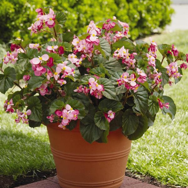 BabyWing® Pink Begonia - Container