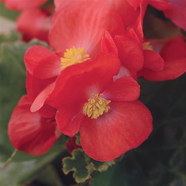 BabyWing® Red Begonia - Bloom