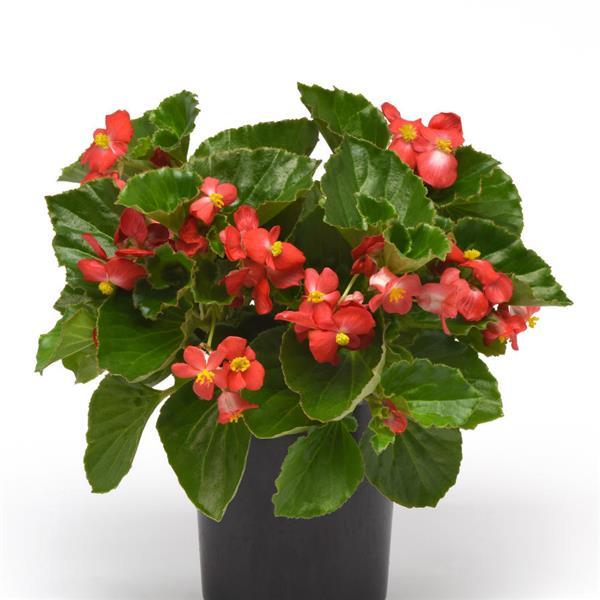 BabyWing® Red Begonia - Container