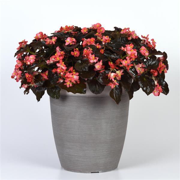 BabyWing® Red Bronze Leaf Begonia - Container