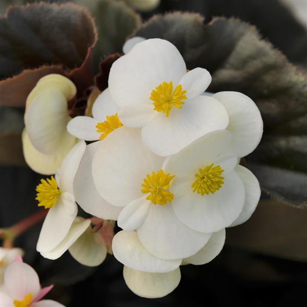 BabyWing® White Bronze Leaf Begonia - Bloom