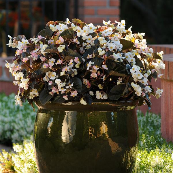 BabyWing® White Bronze Leaf Begonia - Container