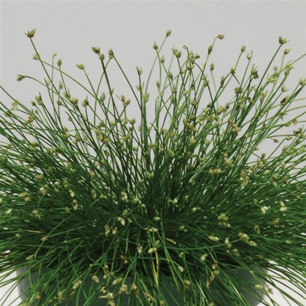 Live Wire ColorGrass® Isolepis - Bloom