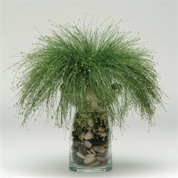 Live Wire ColorGrass® Isolepis - Container