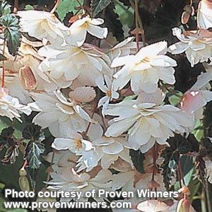 Illumination White Tuberous Begonia - Bloom