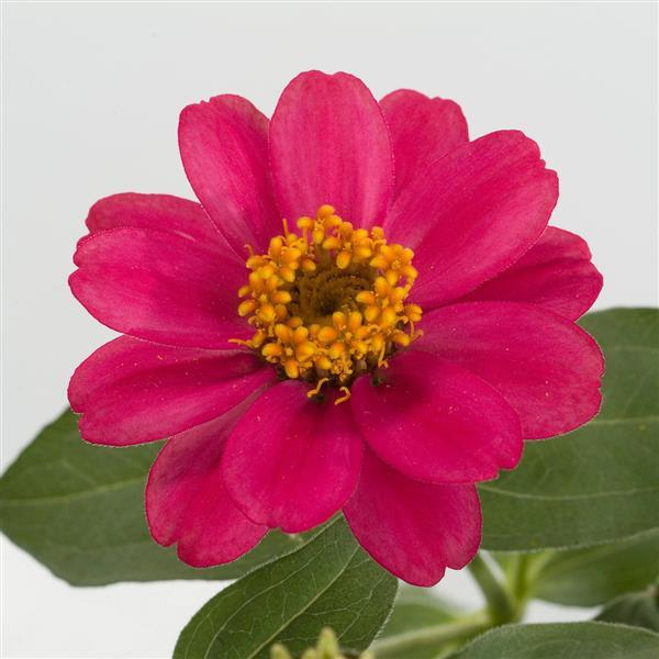 Profusion Cherry Zinnia - Bloom