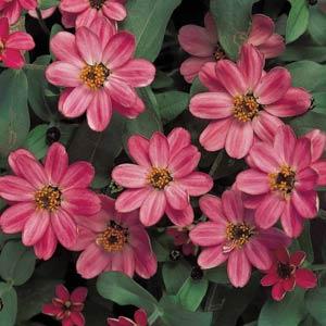 Profusion Coral Pink Zinnia - Bloom