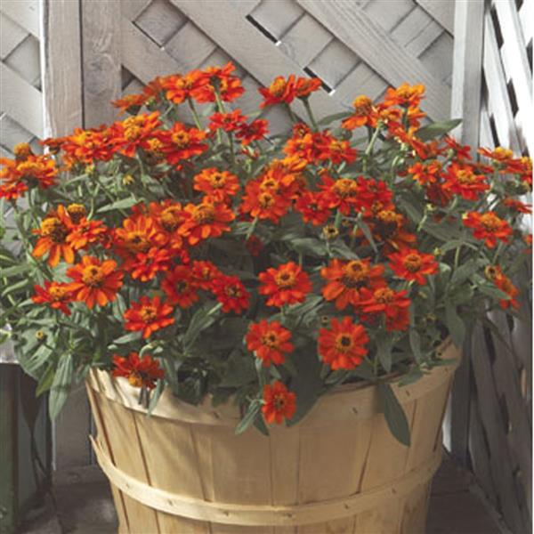Profusion Fire Zinnia - Container