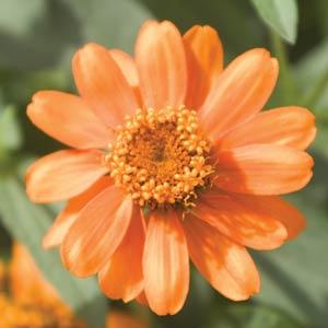 Profusion Orange Zinnia - Bloom