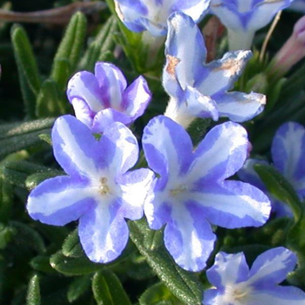 Lithodora diffusa White Star - Bloom