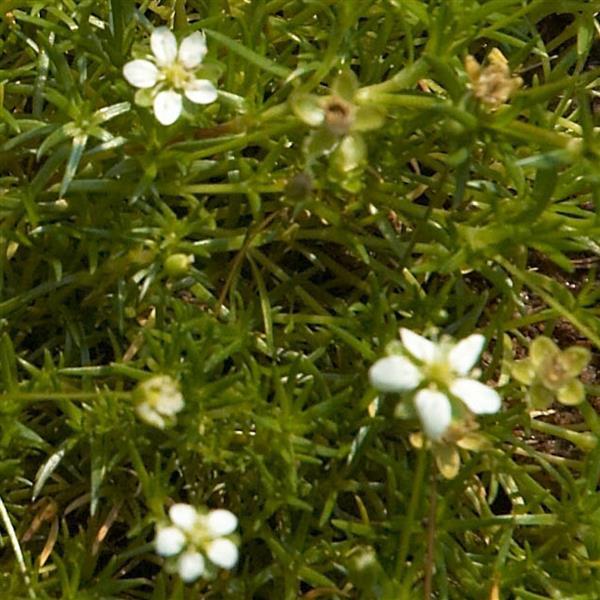 Sagina subulata Irish Moss - Bloom