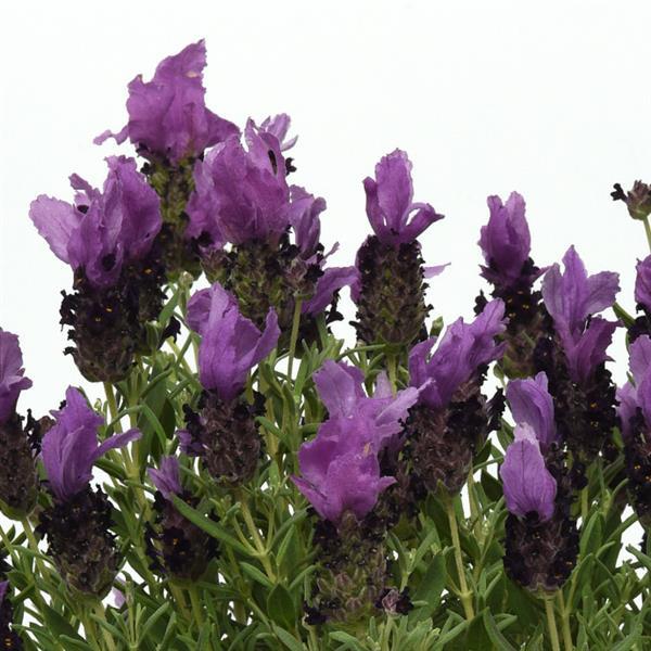 Lavandula Bandera Purple - Bloom
