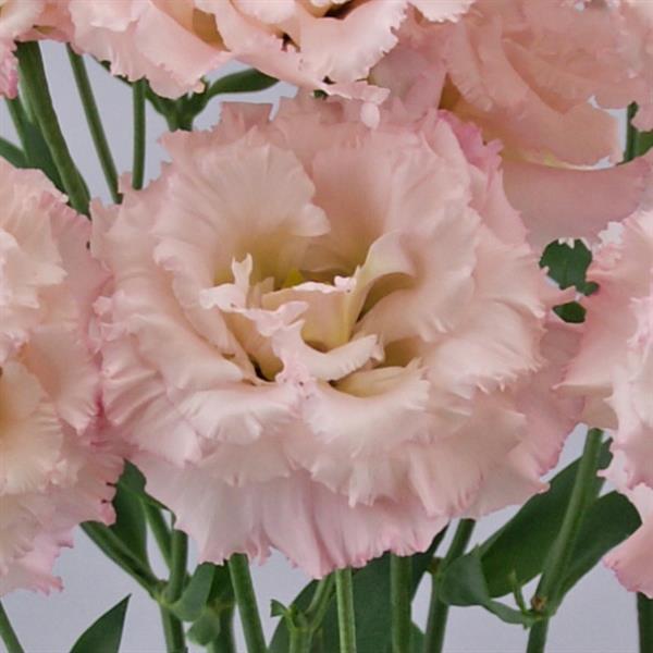 Celeb 2 Misty Pink Lisianthus - Bloom