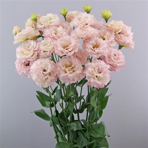 Celeb 2 Misty Pink Lisianthus - Container