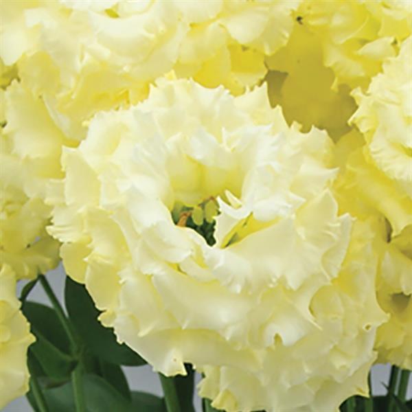Celeb 2 Yellow Lisianthus - Bloom