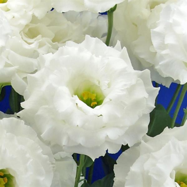 Celeb 2 White Lisianthus - Bloom