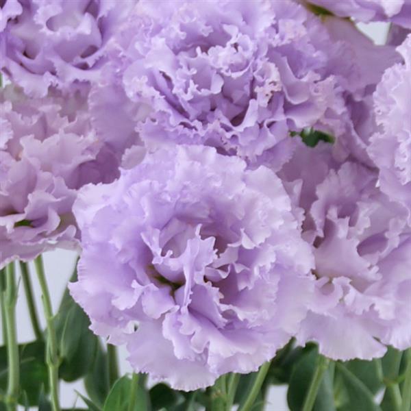 Celeb 1 Lavender Lisianthus - Bloom