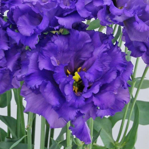 Celeb 1 Violet Lisianthus - Bloom
