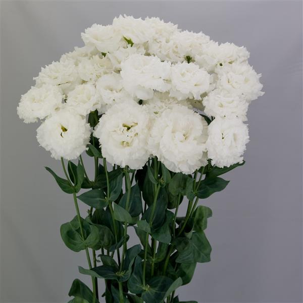 Celeb 2 Crystal Lisianthus - Container