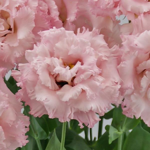 Celeb 2 Extra Pink Lisianthus - Bloom