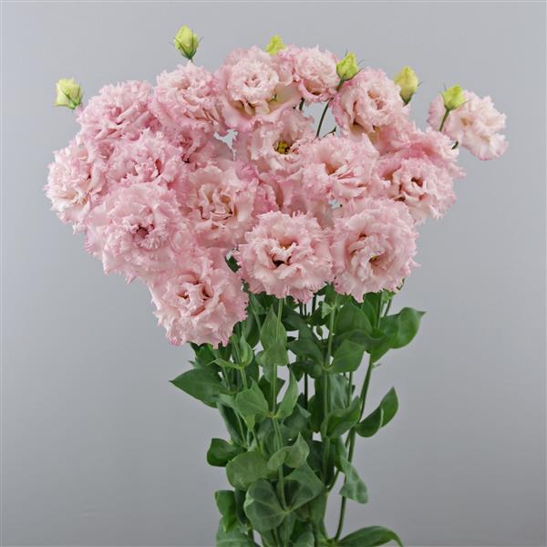 Celeb 2 Extra Pink Lisianthus - Container