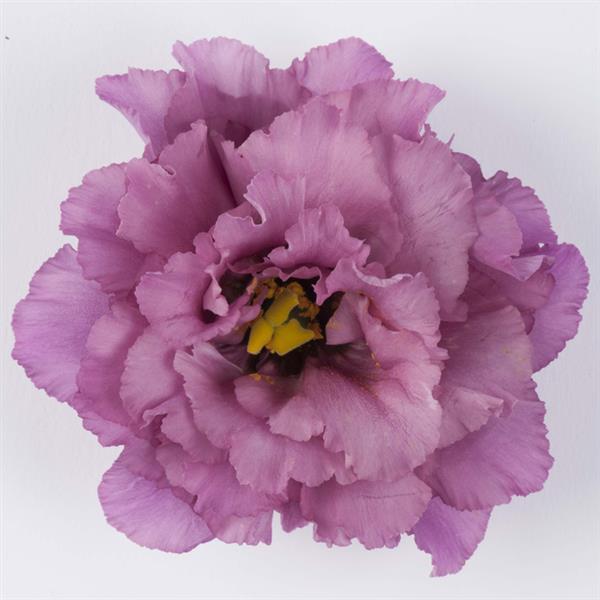 Celeb 2 Grape Lisianthus - Bloom