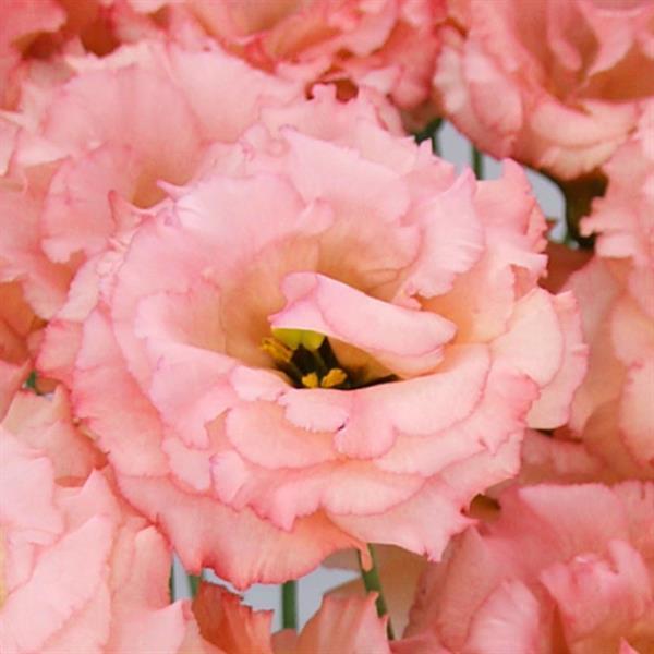 Celeb 2 Honey Pink Lisianthus - Bloom