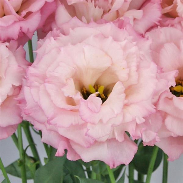 Celeb 2 Lovely Pink Lisianthus - Bloom